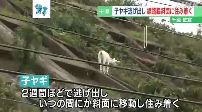 日本只母山羊赖在铁路护坡上成了网红，网友大呼可爱！_图片 No.17