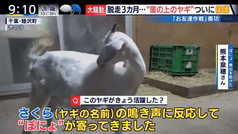 日本只母山羊赖在铁路护坡上成了网红，网友大呼可爱！_图片 No.35