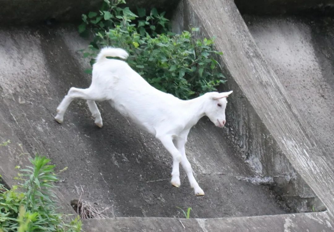 日本只母山羊赖在铁路护坡上成了网红，网友大呼可爱！_图片 No.4