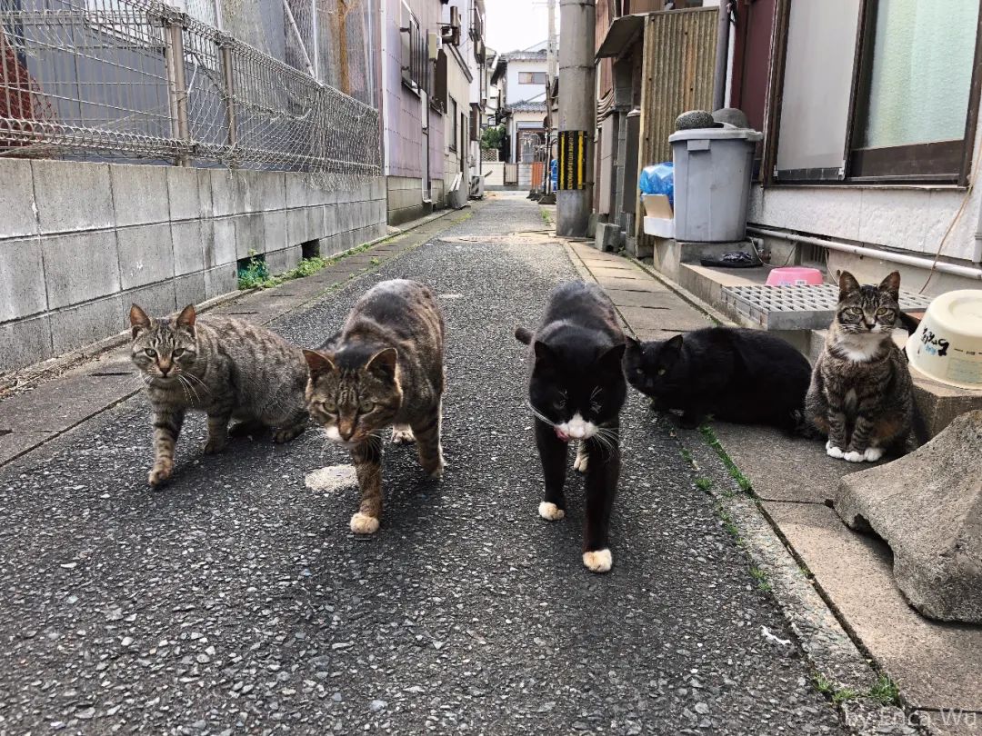 日本的这些撸猫圣地，简直是爱猫人士的乐园啊！_图片 No.12