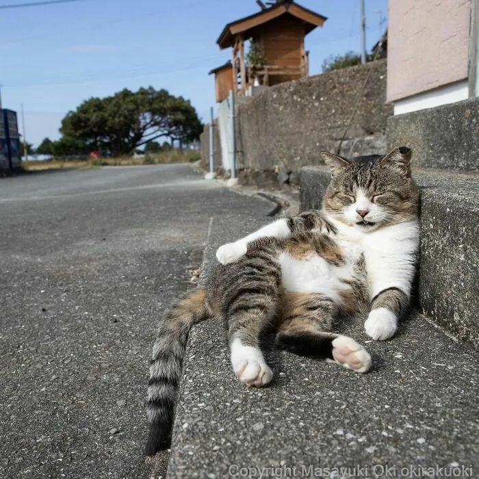 他镜头下东京街头的流浪猫日常，也太快乐了！_图片 No.15