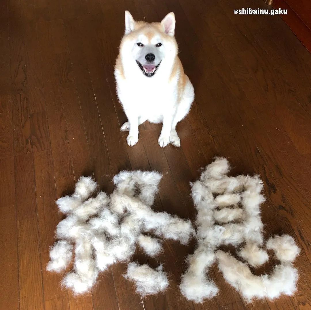 日本网友家的柴犬疯狂掉毛，铲屎官苦中作乐的日常_图片 No.29