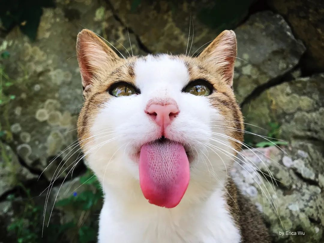 日本的这些撸猫圣地，简直是爱猫人士的乐园啊！_图片 No.1