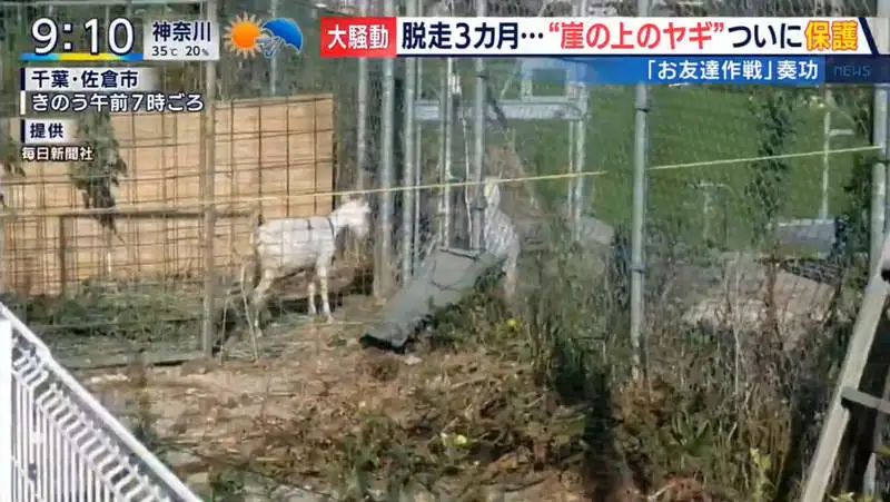 日本只母山羊赖在铁路护坡上成了网红，网友大呼可爱！_图片 No.37