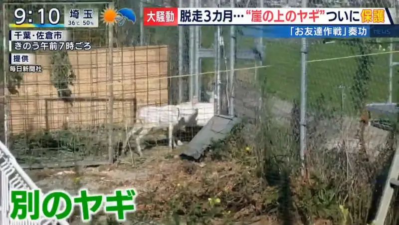 日本只母山羊赖在铁路护坡上成了网红，网友大呼可爱！_图片 No.38