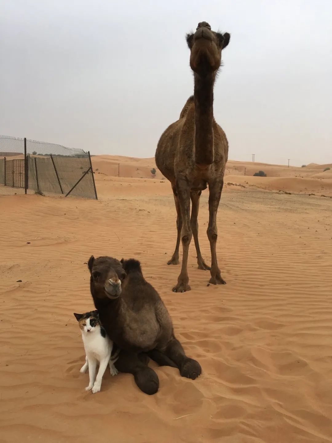 日本妹子嫁到阿联酋，在5万平米的沙漠“后院”里养猫养骆驼是怎样的体验？_图片 No.51