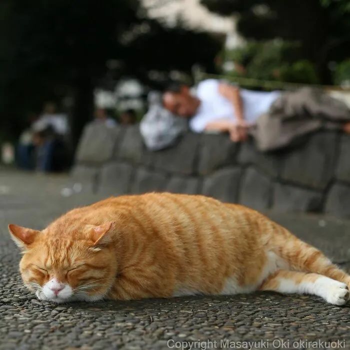 他镜头下东京街头的流浪猫日常，也太快乐了！_图片 No.43