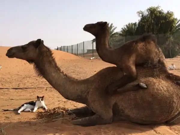 日本妹子嫁到阿联酋，在5万平米的沙漠“后院”里养猫养骆驼是怎样的体验？_图片 No.52