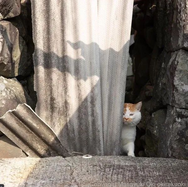 他镜头下东京街头的流浪猫日常，也太快乐了！_图片 No.31