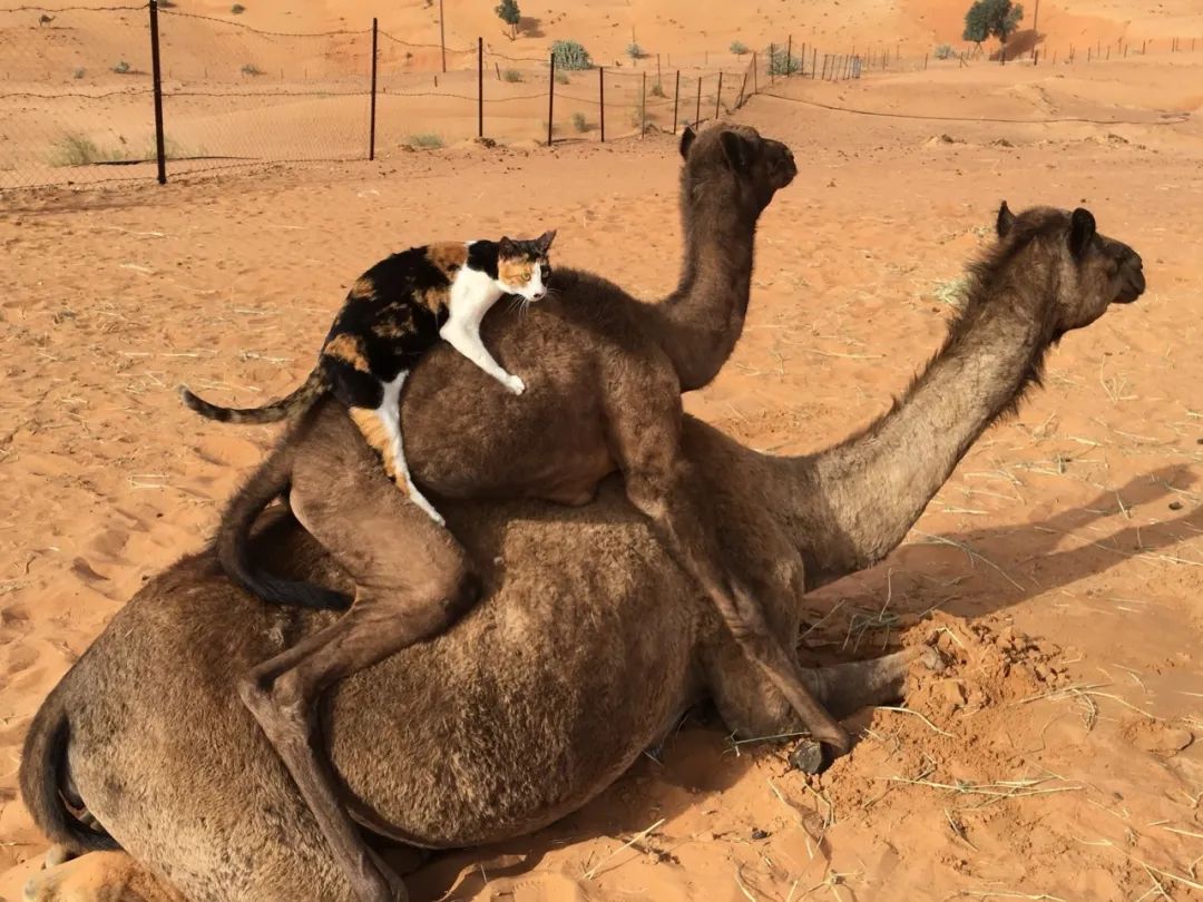 日本妹子嫁到阿联酋，在5万平米的沙漠“后院”里养猫养骆驼是怎样的体验？_图片 No.53