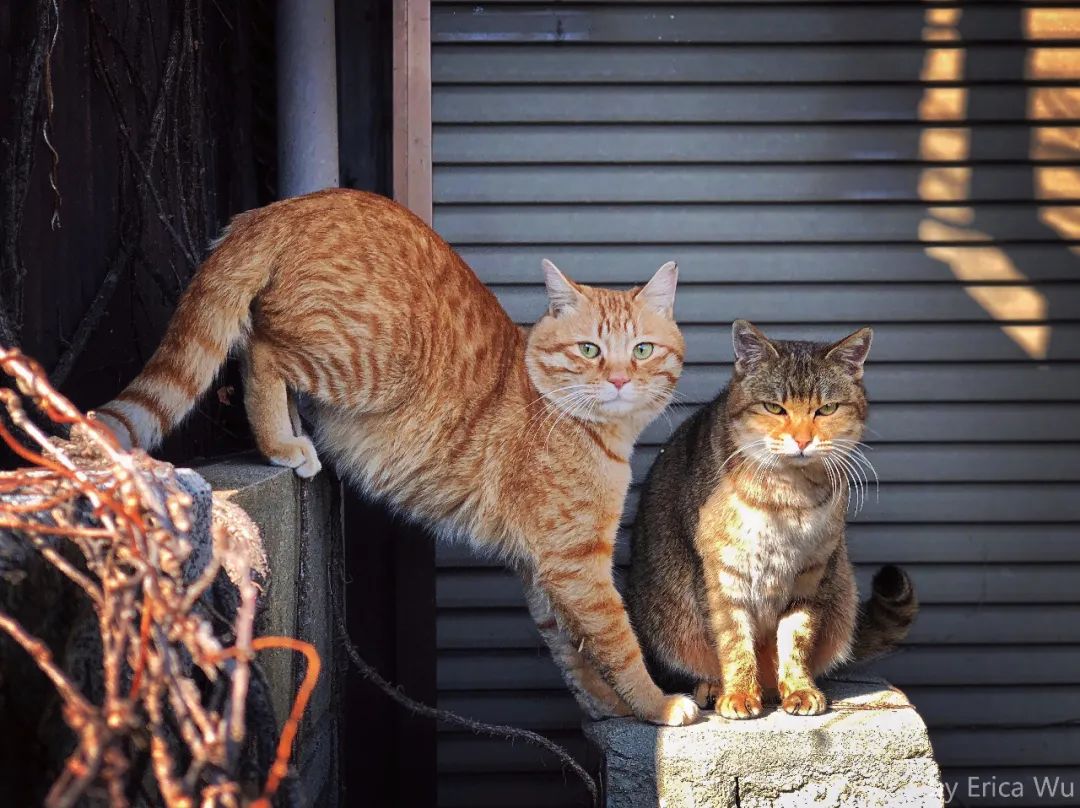 日本的这些撸猫圣地，简直是爱猫人士的乐园啊！_图片 No.9