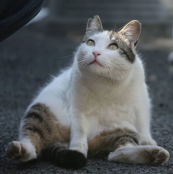 他镜头下东京街头的流浪猫日常，也太快乐了！_图片 No.46