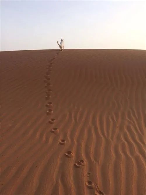 日本妹子嫁到阿联酋，在5万平米的沙漠“后院”里养猫养骆驼是怎样的体验？_图片 No.25