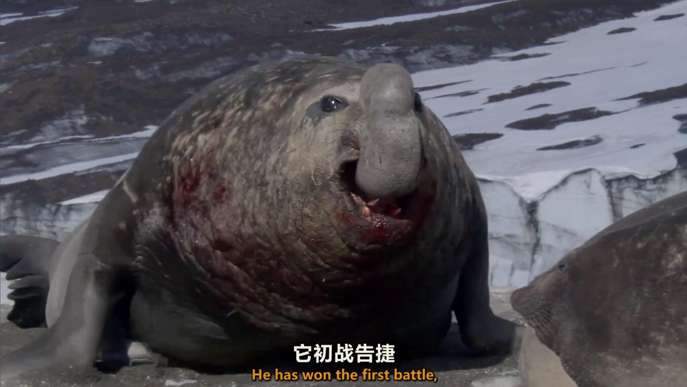 【英语中英字幕】动物世界纪录片：极地之春【1080p】全1集图片 No.4