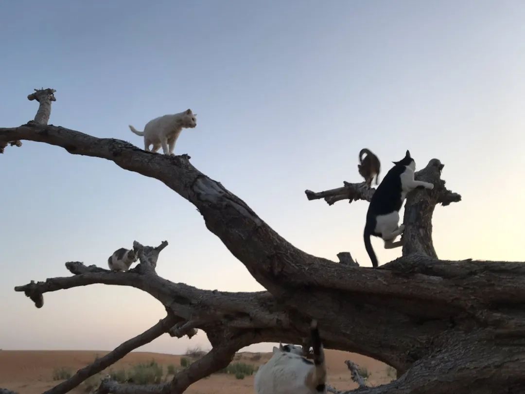日本妹子嫁到阿联酋，在5万平米的沙漠“后院”里养猫养骆驼是怎样的体验？_图片 No.28