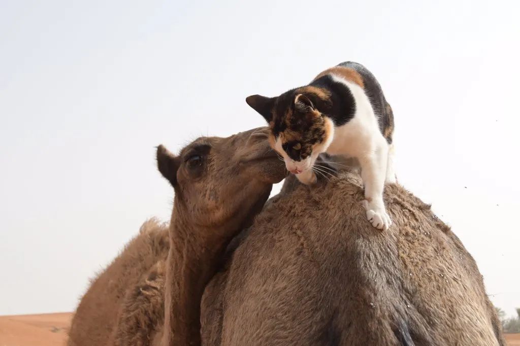 日本妹子嫁到阿联酋，在5万平米的沙漠“后院”里养猫养骆驼是怎样的体验？_图片 No.55