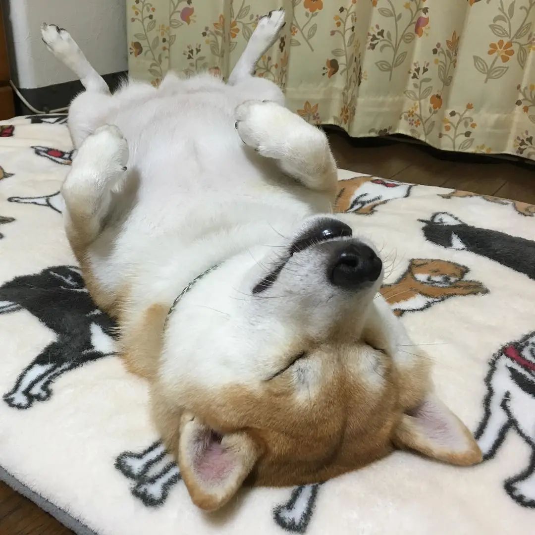 日本网友家的柴犬疯狂掉毛，铲屎官苦中作乐的日常_图片 No.16