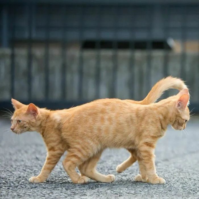 他镜头下东京街头的流浪猫日常，也太快乐了！_图片 No.23
