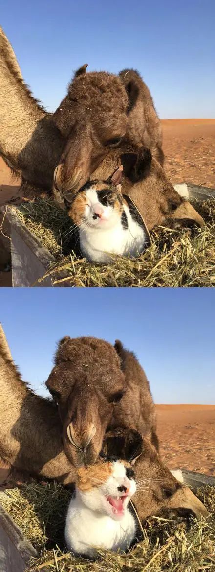 日本妹子嫁到阿联酋，在5万平米的沙漠“后院”里养猫养骆驼是怎样的体验？_图片 No.47