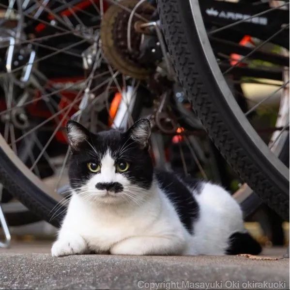 他镜头下东京街头的流浪猫日常，也太快乐了！_图片 No.1