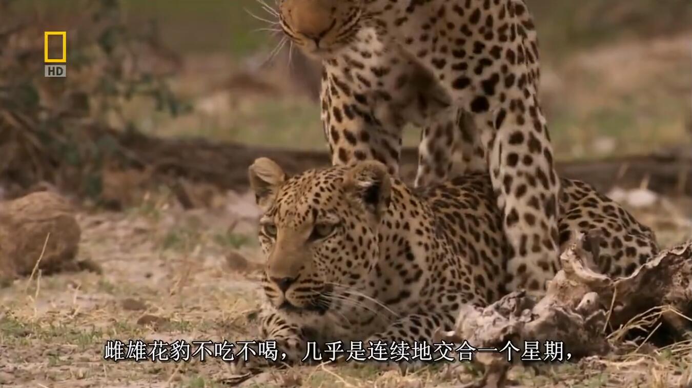 【英语中字】动物世界纪录片-国家地理：豹的眼睛 National Geographic: Eye of the Leopard (2006) 全1集 高清720P图片 No.2