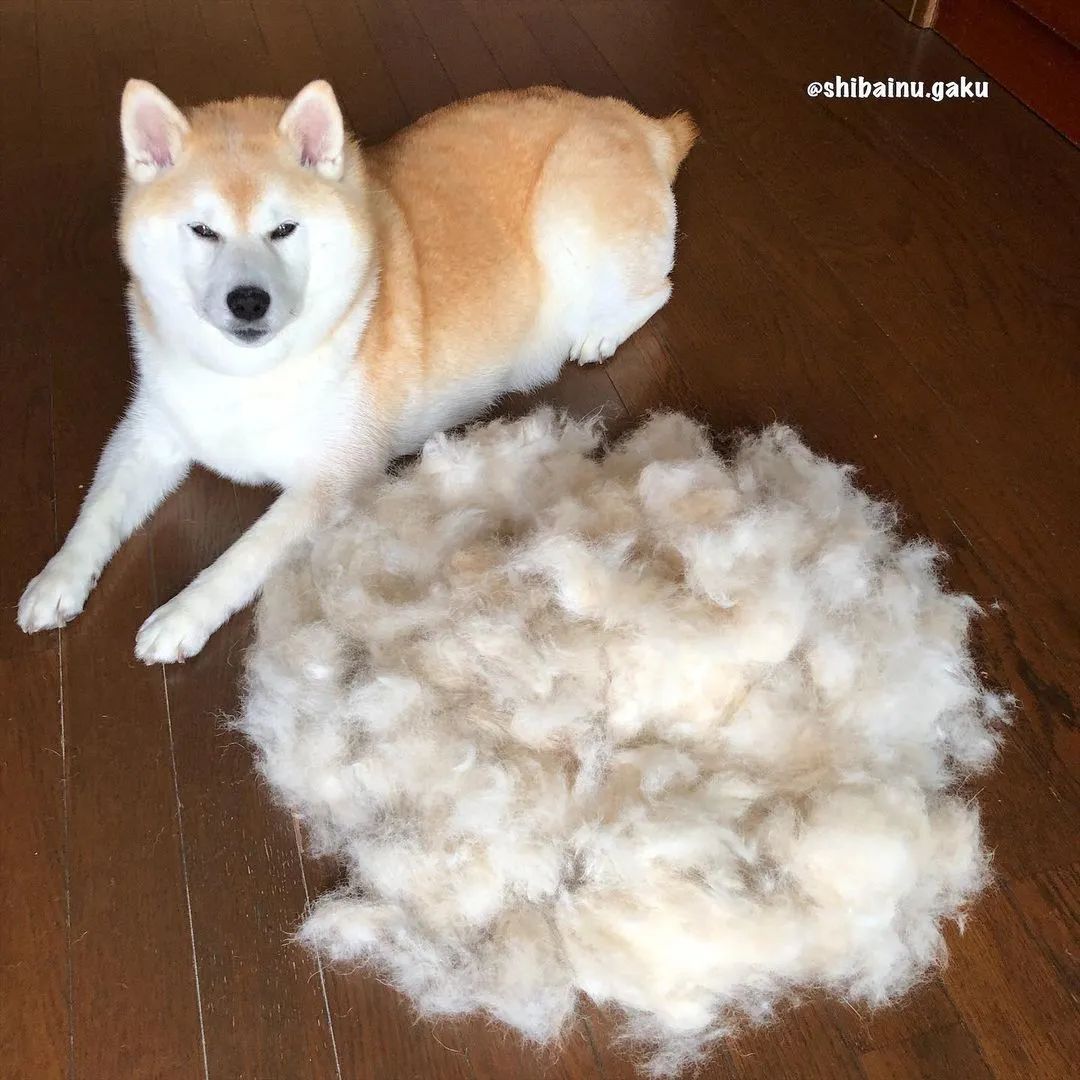 日本网友家的柴犬疯狂掉毛，铲屎官苦中作乐的日常_图片 No.25
