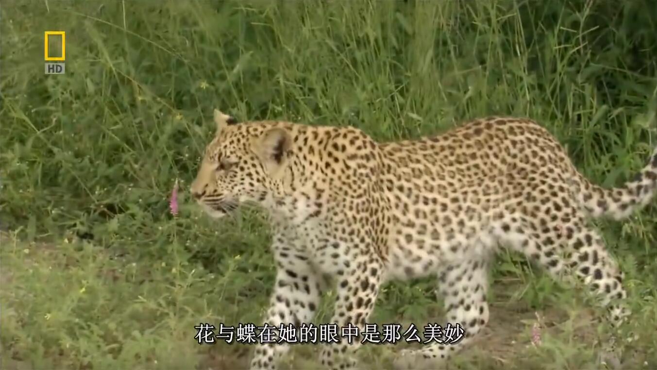 【英语中字】动物世界纪录片-国家地理：豹的眼睛 National Geographic: Eye of the Leopard (2006) 全1集 高清720P图片 No.4