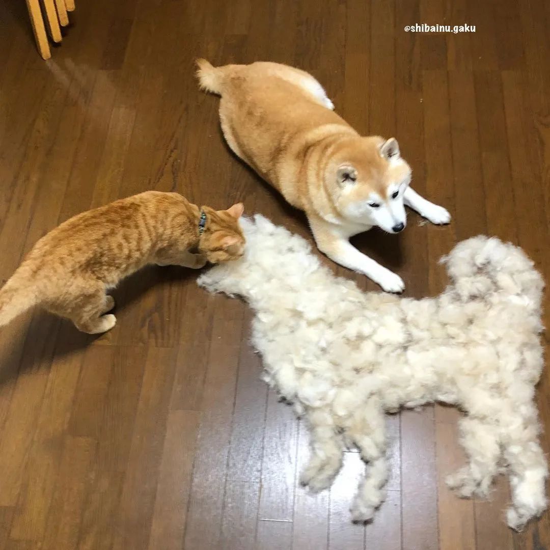 日本网友家的柴犬疯狂掉毛，铲屎官苦中作乐的日常_图片 No.19