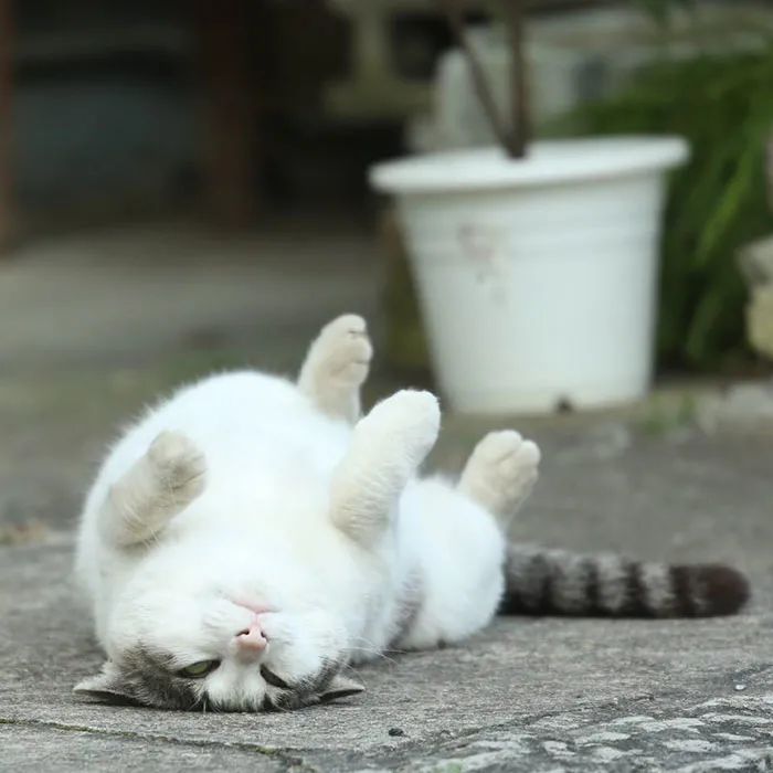 他镜头下东京街头的流浪猫日常，也太快乐了！_图片 No.45