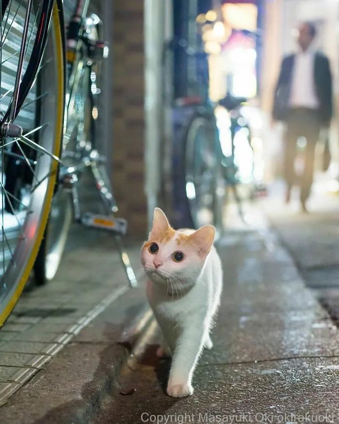 他镜头下东京街头的流浪猫日常，也太快乐了！_图片 No.9