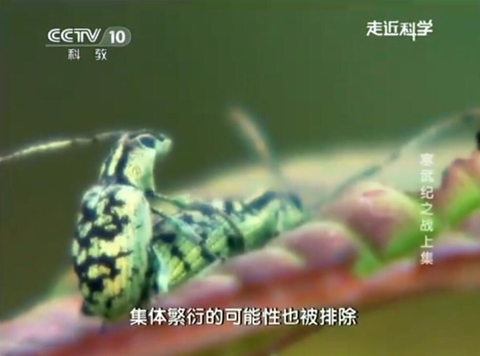 【国语中字】CCTV10走进科学：寒武纪之战（2013）【全1集】图片 No.3