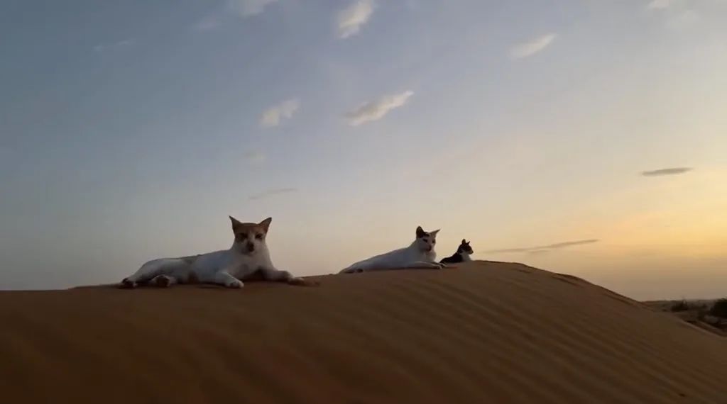 日本妹子嫁到阿联酋，在5万平米的沙漠“后院”里养猫养骆驼是怎样的体验？_图片 No.27