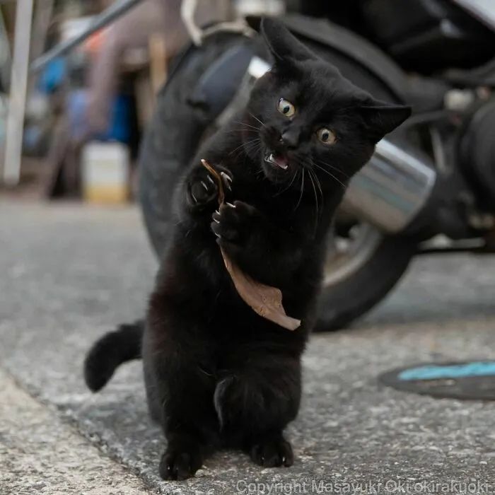 他镜头下东京街头的流浪猫日常，也太快乐了！_图片 No.8