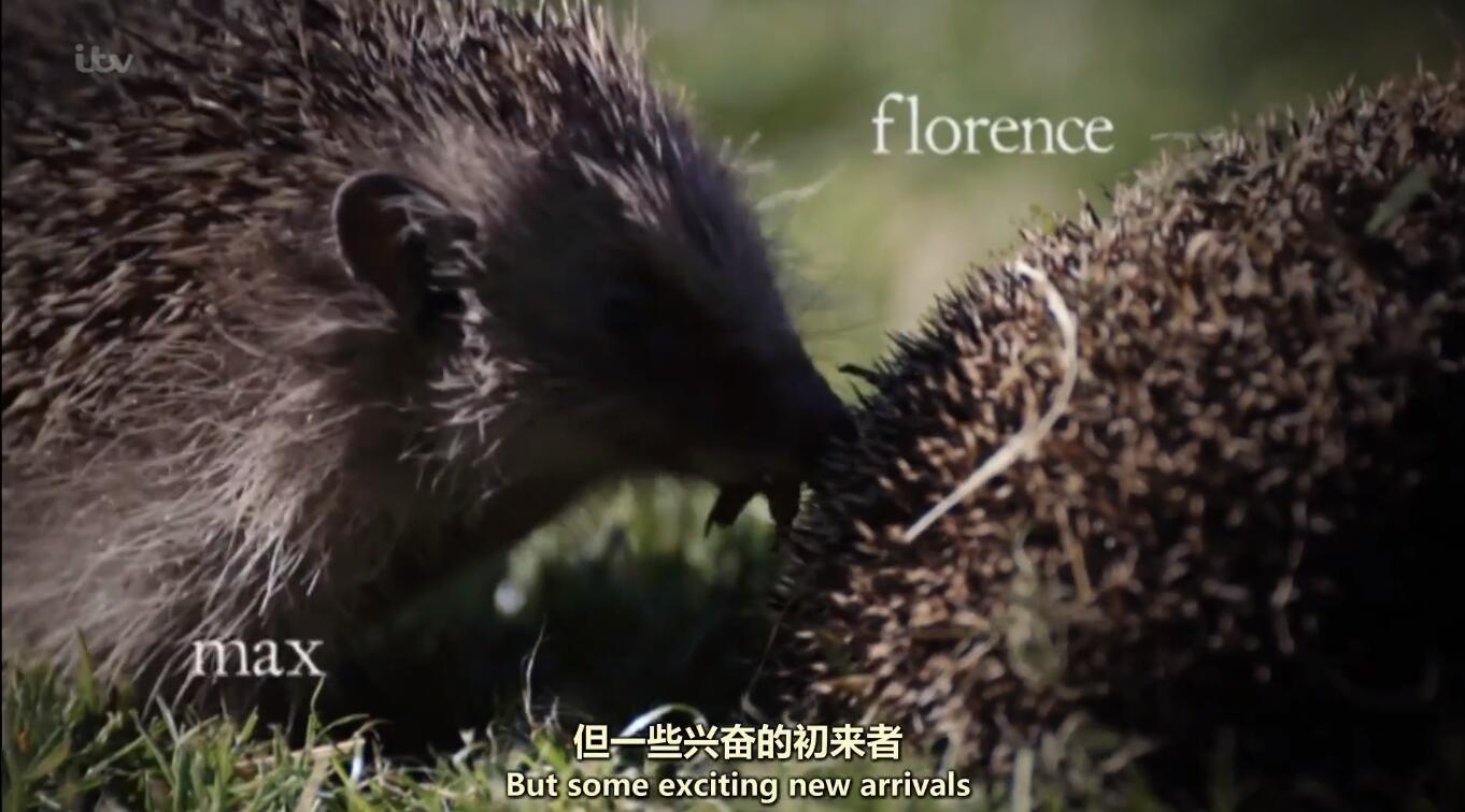 【英语中英字幕】超萌动物世界纪录片：刺猬旅馆 Hedgehog Hotel (2015) 全1集 高清1080P图片 No.3