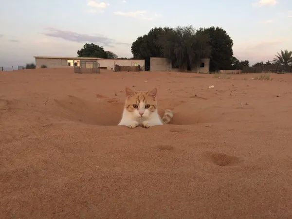 日本妹子嫁到阿联酋，在5万平米的沙漠“后院”里养猫养骆驼是怎样的体验？_图片 No.1
