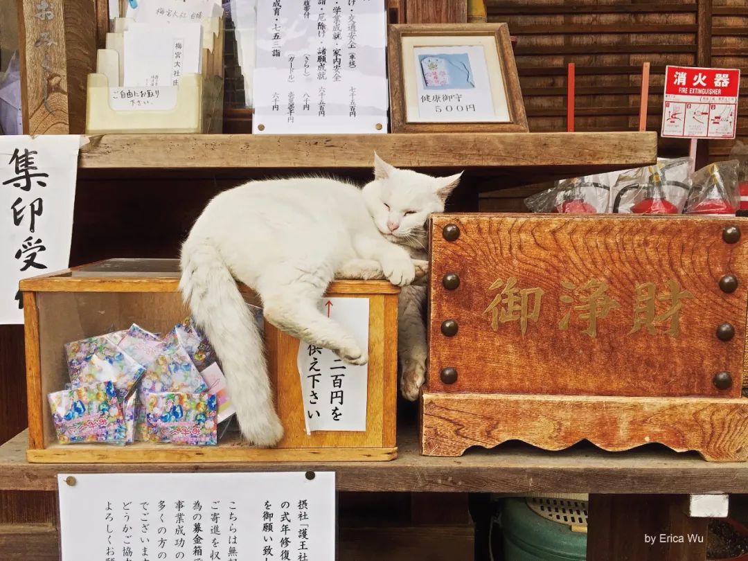 日本的这些撸猫圣地，简直是爱猫人士的乐园啊！_图片 No.6