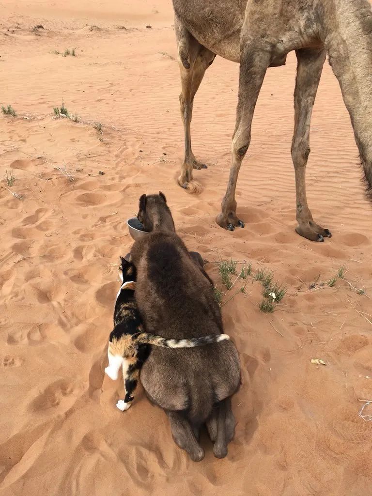 日本妹子嫁到阿联酋，在5万平米的沙漠“后院”里养猫养骆驼是怎样的体验？_图片 No.50
