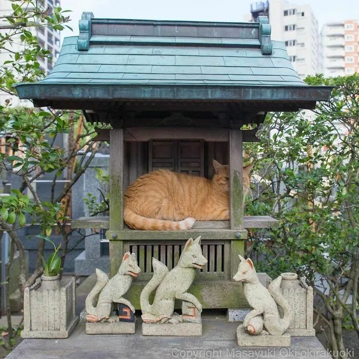 他镜头下东京街头的流浪猫日常，也太快乐了！_图片 No.14
