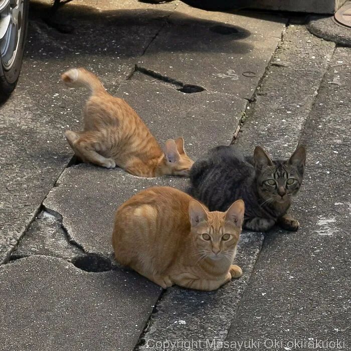 他镜头下东京街头的流浪猫日常，也太快乐了！_图片 No.49