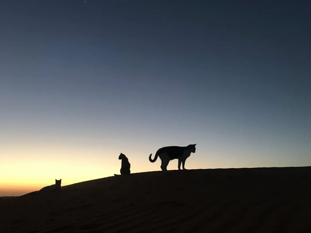 日本妹子嫁到阿联酋，在5万平米的沙漠“后院”里养猫养骆驼是怎样的体验？_图片 No.30
