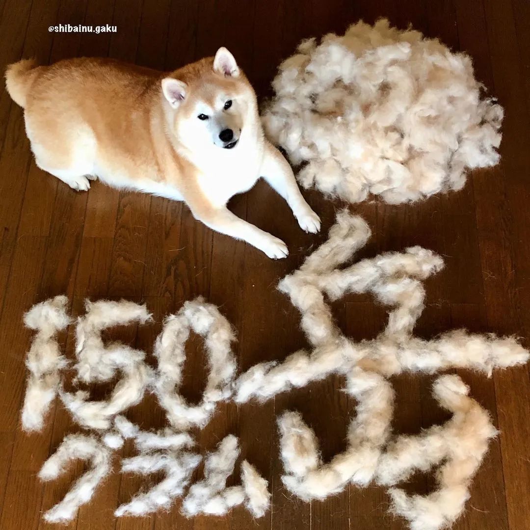 日本网友家的柴犬疯狂掉毛，铲屎官苦中作乐的日常_图片 No.24
