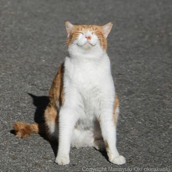 他镜头下东京街头的流浪猫日常，也太快乐了！_图片 No.28