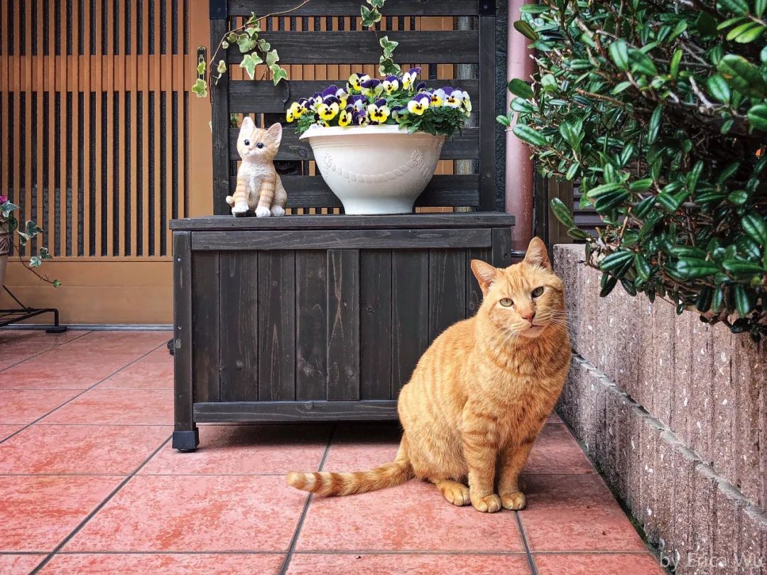 日本的这些撸猫圣地，简直是爱猫人士的乐园啊！_图片 No.11