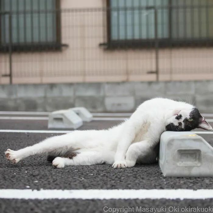他镜头下东京街头的流浪猫日常，也太快乐了！_图片 No.25
