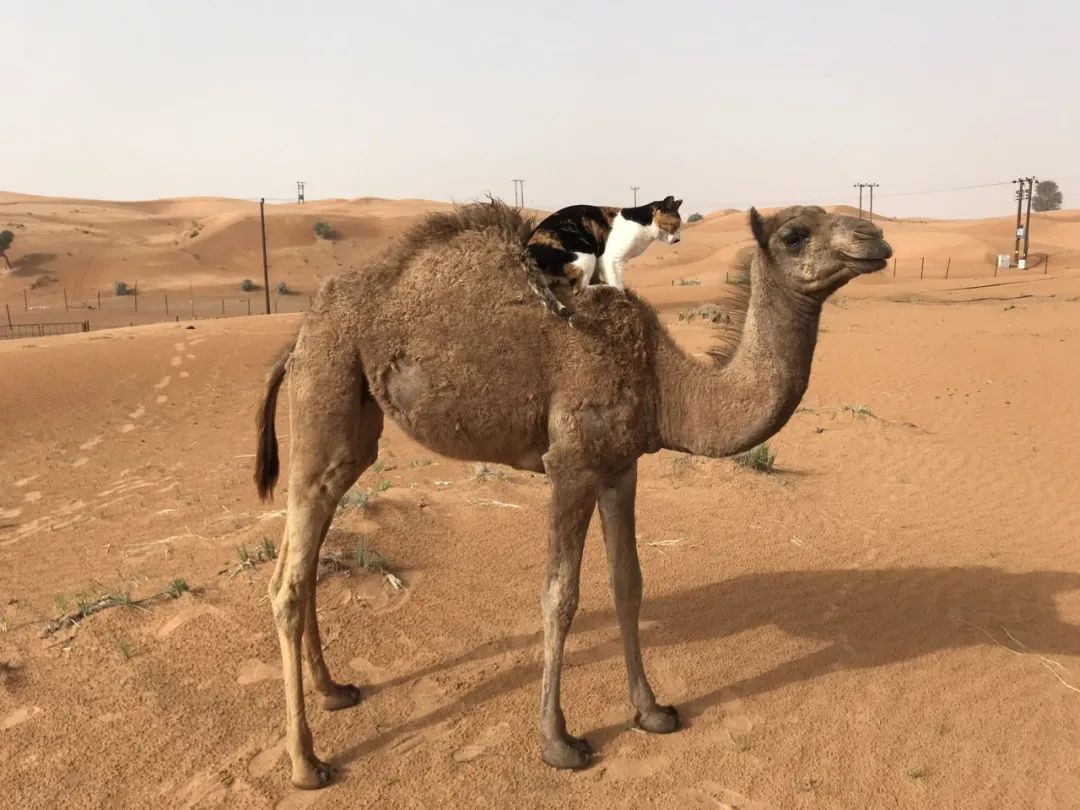 日本妹子嫁到阿联酋，在5万平米的沙漠“后院”里养猫养骆驼是怎样的体验？_图片 No.54