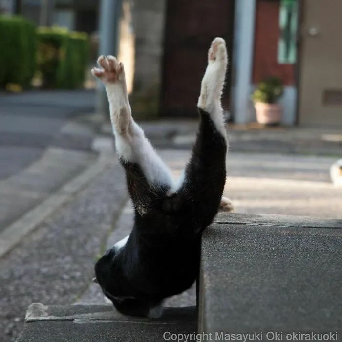 他镜头下东京街头的流浪猫日常，也太快乐了！_图片 No.33