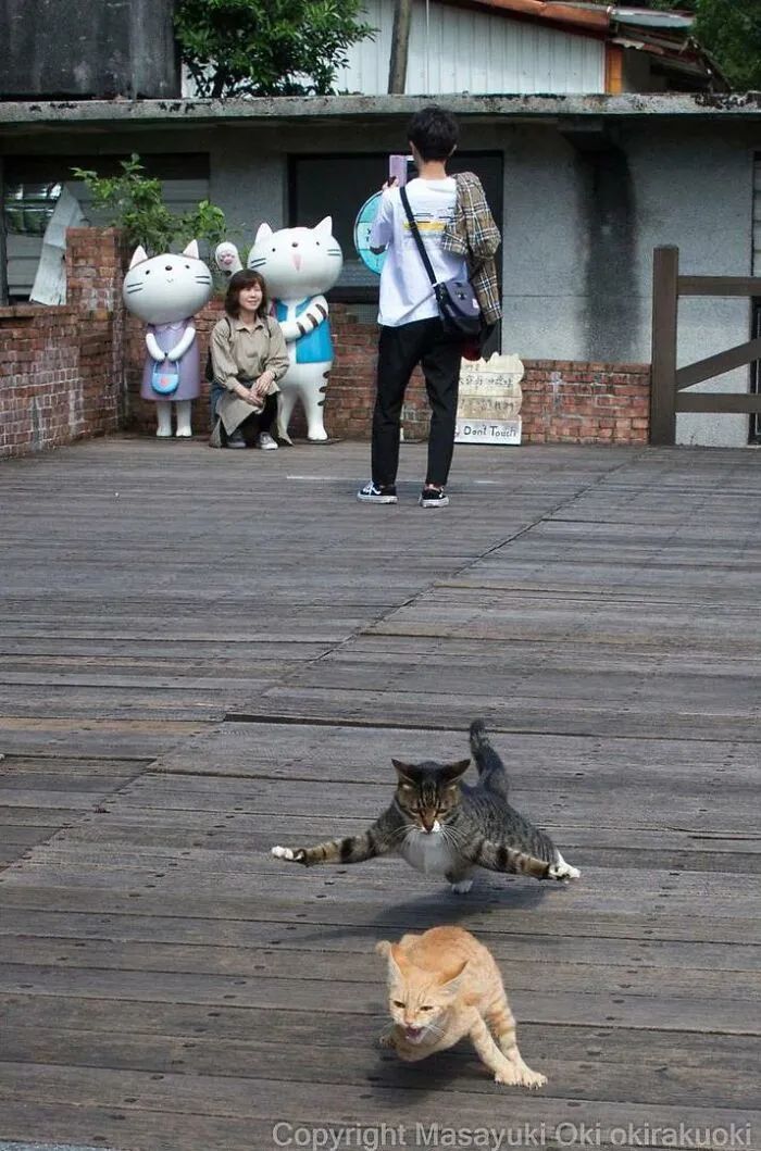 他镜头下东京街头的流浪猫日常，也太快乐了！_图片 No.10
