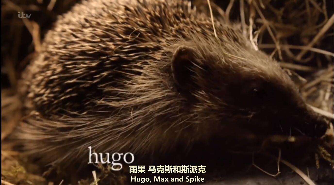 【英语中英字幕】超萌动物世界纪录片：刺猬旅馆 Hedgehog Hotel (2015) 全1集 高清1080P图片 No.1