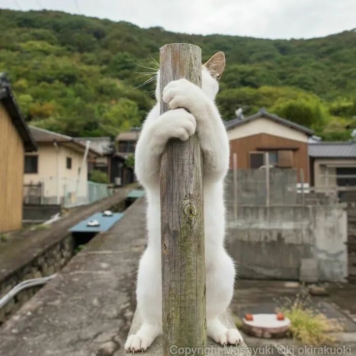 他镜头下东京街头的流浪猫日常，也太快乐了！_图片 No.29
