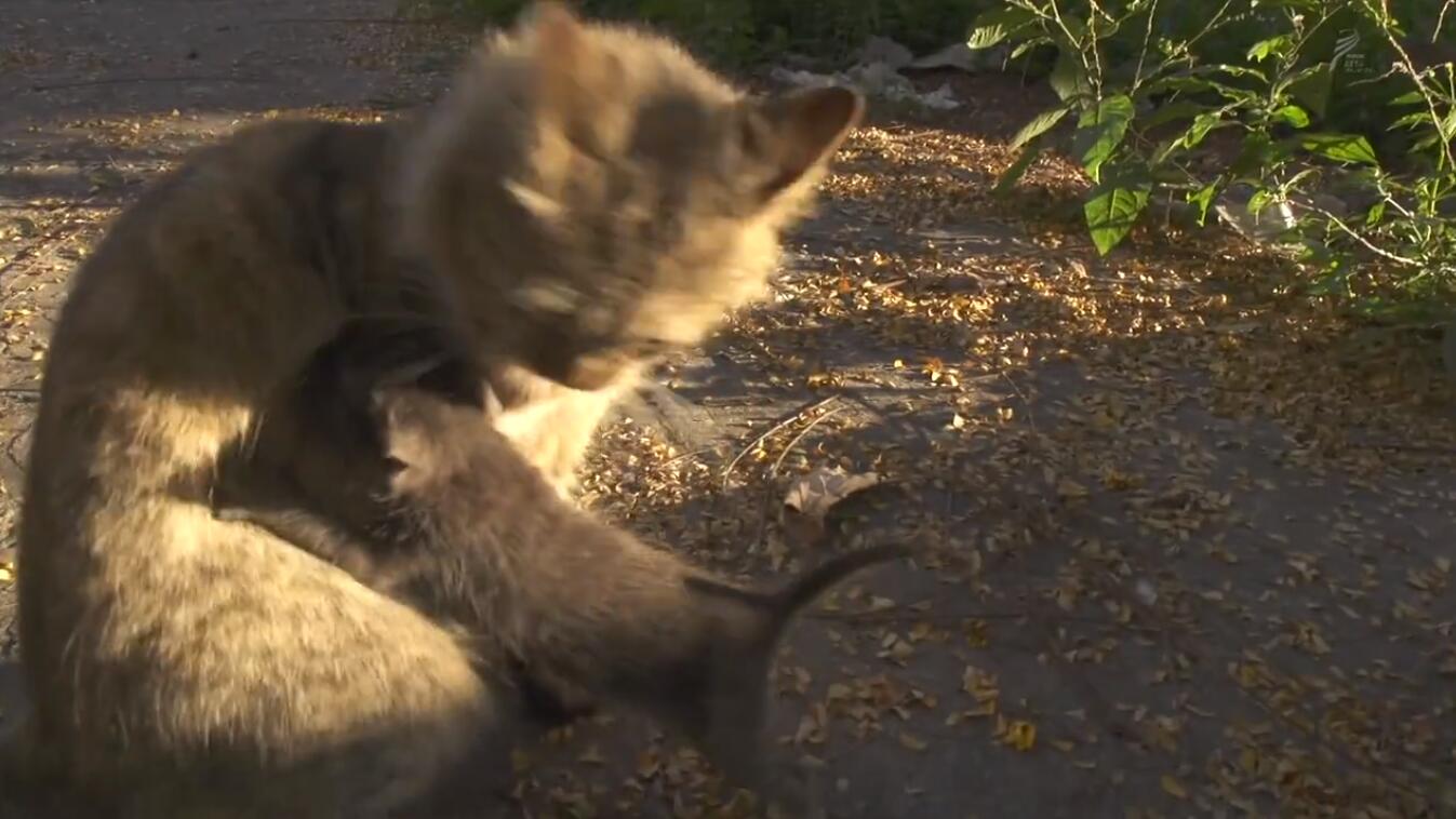 【日语中字】nhk：猫奴必备！关于撸猫的纪录片超级合集：岩合光昭的猫步走世界 84集图片 No.3